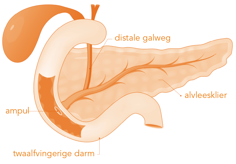 anatomie afbeelding avleesklier inclusief twaalvingerige darm en ampul van vater